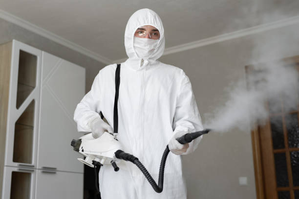 Best Black Mold Removal  in Northbrook, OH